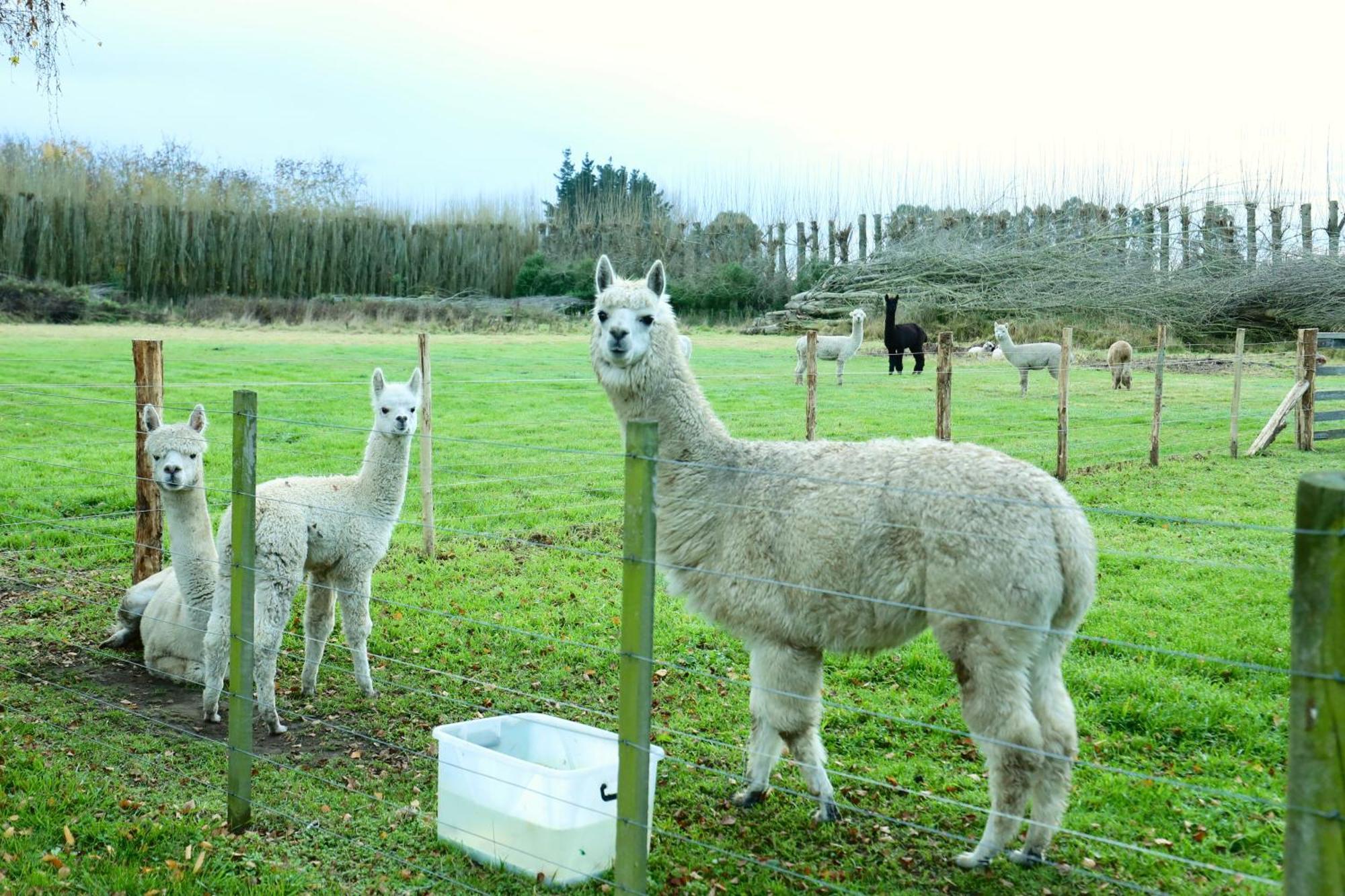 Miranda Farm Close To Airport！ Kaiapoi Exteriör bild